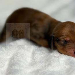 Sonny - Red male Dachshund puppy in Goodyear, Arizona from D&C Royal Dachshunds LLC