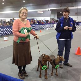 German Pinscher All Grown Up from RiverRAT Barn Hunt