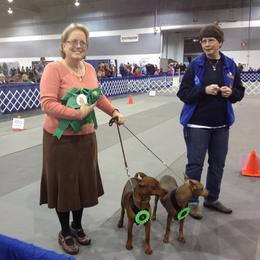 German Pinscher All Grown Up from RiverRAT Barn Hunt