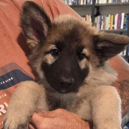 Cadillac - Champagne girl - Fawn sable female Shiloh Shepherd puppy in Charlo, Montana from IdleWilde Shilohs