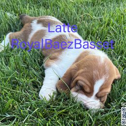 Latte - Mahogany and white female Basset Hound puppy in Sidney, Nebraska from Royal Baez Basset