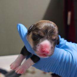 Female 2 - Sable female Pembroke Welsh Corgi puppy in Washington from Castle View Royal Rumps