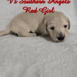 Basset Hound and Dachshund Puppies from V's Southern Angels