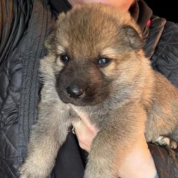 Sable Male 1 - Sable male German Shepherd puppy in Tafton, Pennsylvania from Pocono GSD
