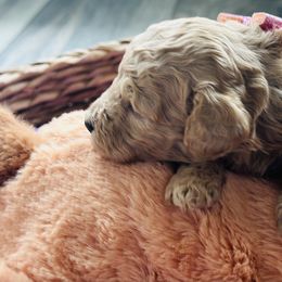Biewer Terrier and Poodle Puppies from Alpha Tiny Paws