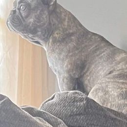 French Bulldogs from Southern Comfort French Bulldogs