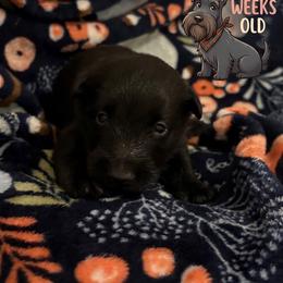 Birdie - Black female Scottish Terrier puppy in Stanford, Kentucky from Bluegrass Scottish Terriers