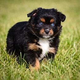 Ruby - Black tri female Miniature Australian Shepherd puppy in Lowgap, North Carolina from Baileys Mini Aussies