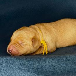 Yellow boy - Yellow male Labrador Retriever puppy in Plymouth, North Carolina from Duck Creek Kennels