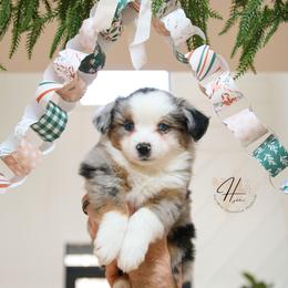 Pop-tart - Blue merle male Toy Australian Shepherd puppy in Charlestown, Indiana from Hydden Aussies