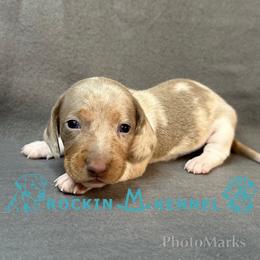 Isabella Dapple - Fawn (isabella) and tan female Dachshund puppy in George West, Texas from Rockin M Kennel