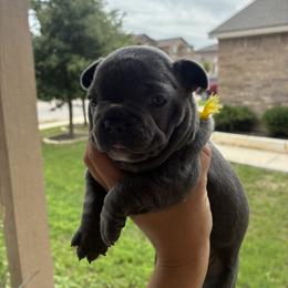 French Bulldog Puppies from Small Town Frenchies