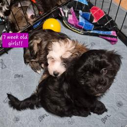 Girl 1 - Fawn brindle female Havanese puppy in Manchester, Texas from Mimi's Havanese