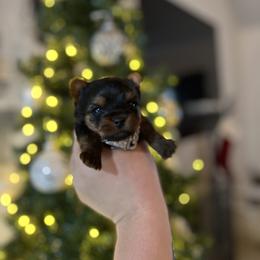 Max Blue boy - Black and tan male Yorkshire Terrier puppy in Las Vegas, Nevada from Lala’s Pups
