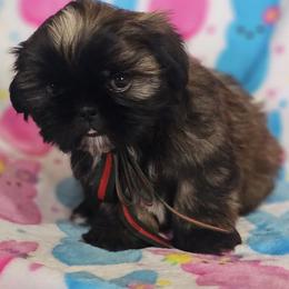Shih Tzu Puppies from Sunrise shihtzu blossom