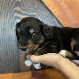 Luna: Girl 4 Black-Tri - Australian Shepherd puppy from Magpie Springs Australian Shepherds
