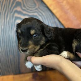 Luna: Girl 4 Black-Tri - Australian Shepherd puppy from Magpie Springs Australian Shepherds