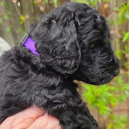 Fryderyk - Black male Poodle puppy in Hartselle, Alabama from Phare Poodles