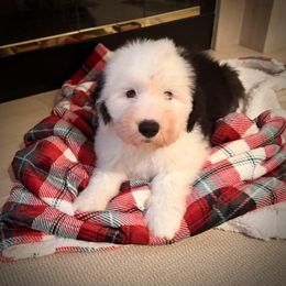 Pilsner - Gray and white male Old English Sheepdog puppy in Fairfield, California from Cotufas
