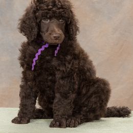 Poodle Puppies from Piccolo's Poodles