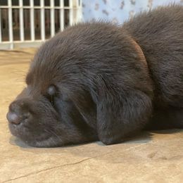 Labrador Retriever Puppies from Spellcast Labradors