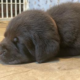 Labrador Retriever Puppies from Spellcast Labradors