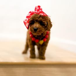 Harliw - Red  female Goldendoodle puppy in Salem, Utah from Karmadoodlee