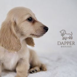 Strudel - Cream Dachshund puppy in Zephyrhills, Florida from Dapper Doxies