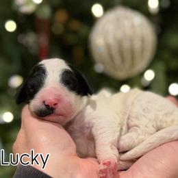 Girl 6 - Black and white female Sheepadoodle puppy in Danville, Indiana from Marley’s Doodle Ranch