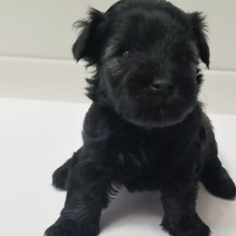 Girl 3 - Salt and pepper Miniature Schnauzer puppy in Kannapolis, North Carolina from Schnauzer Affinity