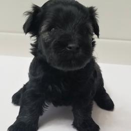 Girl 3 - Salt and pepper Miniature Schnauzer puppy in Kannapolis, North Carolina from Schnauzer Affinity