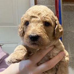 Boy 2 - Poodle puppy from Celebrity Standard Poodles