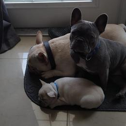 American Bulldogs and French Bulldogs from BackyardfinestBullys