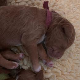 Pink - Red  female Goldendoodle puppy in Guntersville, Alabama from Carefree Goldendoodles