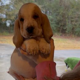 Larissa - Lemon and white female Basset Hound puppy in Dalton, Georgia from Pride Rock Basset Hounds