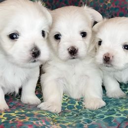 Maltese from Cozy  Maltese Puppies