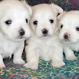 Maltese from Cozy  Maltese Puppies