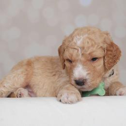 Scooby - Apricot male Goldendoodle puppy in Guthrie, Oklahoma from Edmond Doodles, LLC