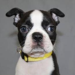 Daisy - Black brindle and white female Boston Terrier puppy in Brooksville, Florida from I Love Pups