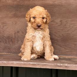 Latte - Apricot male Labradoodle puppy in Batesville, Arkansas from Morris Farmyard