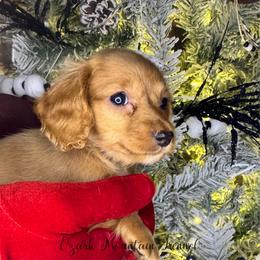 Stormy - Red female Dachshund puppy in Conway, Missouri from Ozark Mountain Kennel