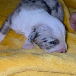 Theo - Blue merle male Australian Shepherd puppy in Leonard, Texas from Tin Roof Aussies