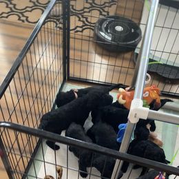 Aussiedoodle, Labradoodle, and Old English Sheepdog Puppies from Creek Bend Kennels