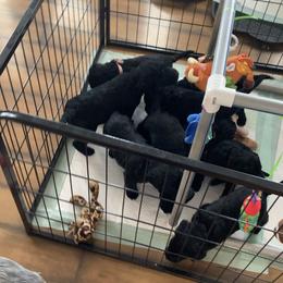 Aussiedoodle, Labradoodle, and Old English Sheepdog Puppies from Creek Bend Kennels
