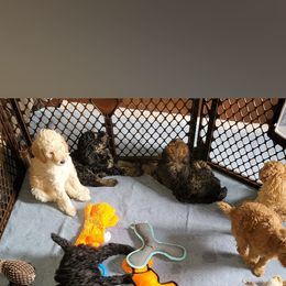 Poodle Puppies from Caboodles of Poodles