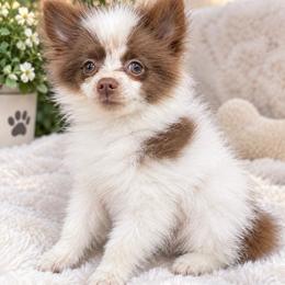 Cory - Chocolate parti male Pomeranian puppy in Edinburg, Texas from Divine Valley Poms