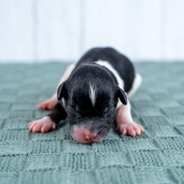 Maple Mae - Tri-color female Bernedoodle puppy in Erda, Utah from Country Lane Doodles