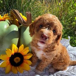Porsche - Cream female Goldendoodle puppy in Reno, Nevada from Darling Doodles