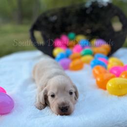 Rudy - Cream male Dachshund puppy in Colbert, Georgia from Southern Drawl Dachshunds