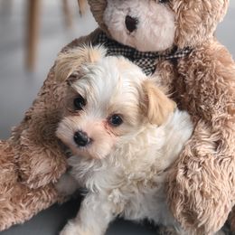 Morkie Puppies from Cristy's Morkies